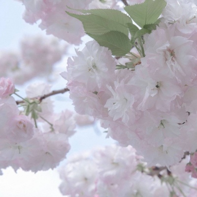 临淄FurryQQ群介绍